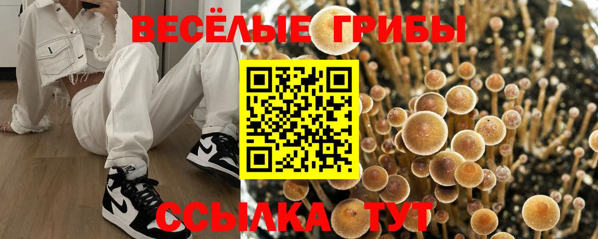 Минеральные Воды  Псилоцибиновые грибы прущие грибы  Вход с VPN 